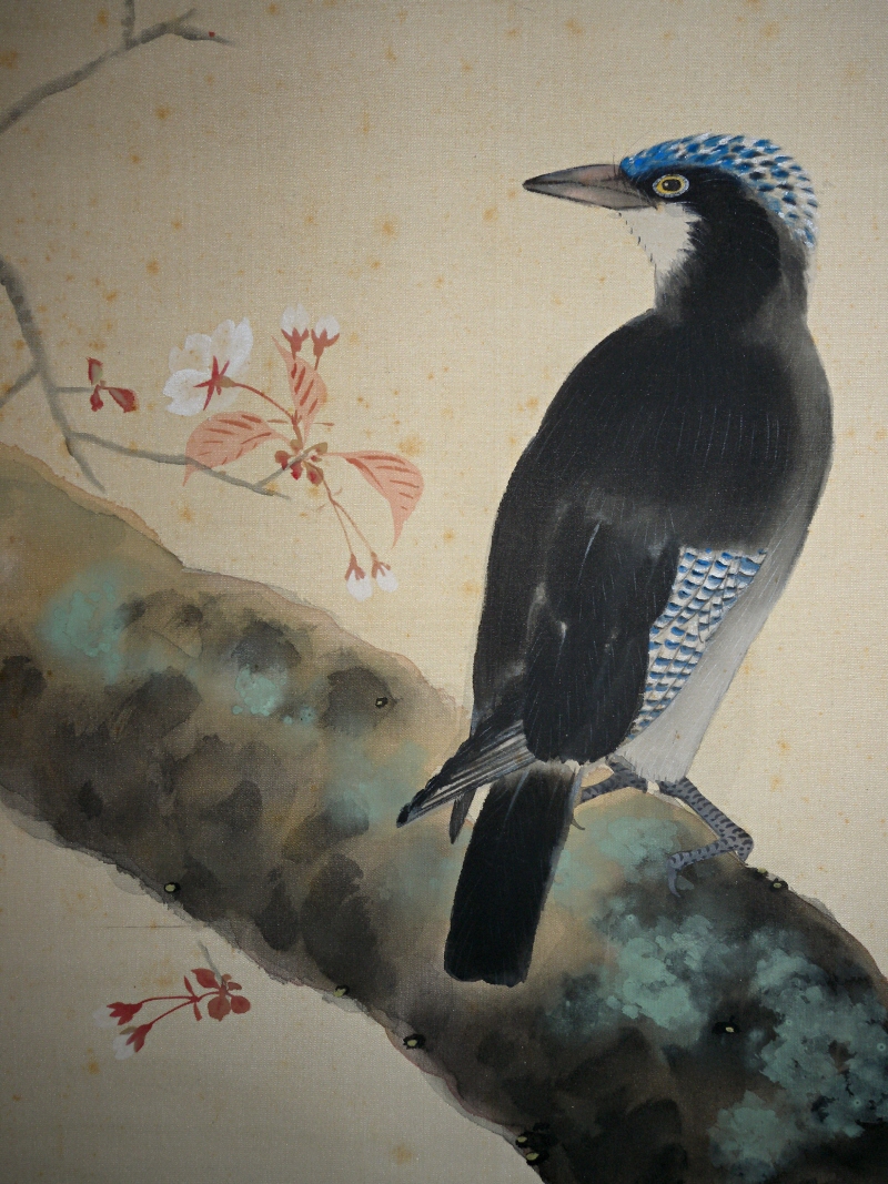 Hototogisu Little Cuckoo Bird