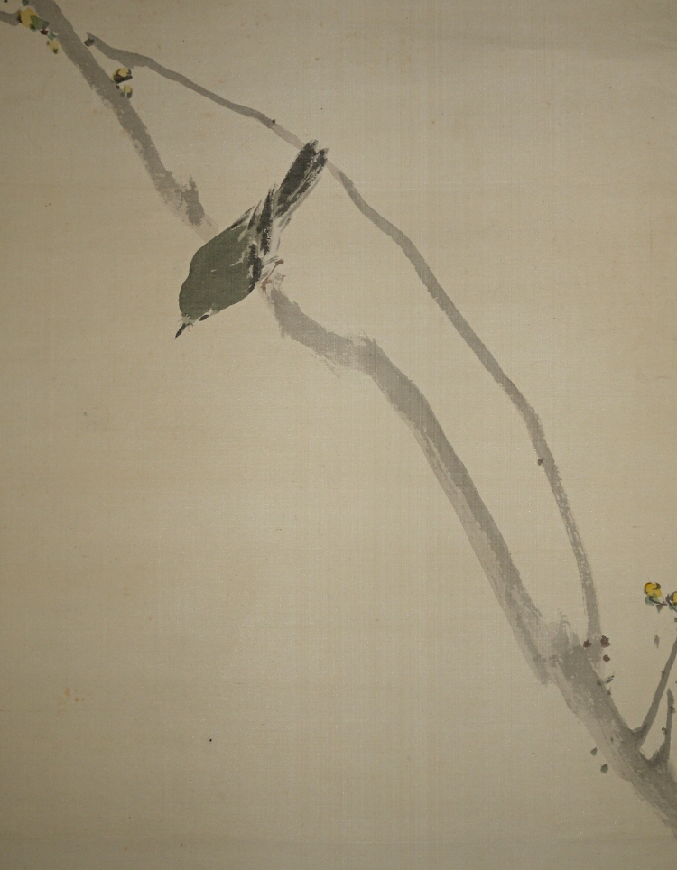 Uguisu Japanese Warbler Bird