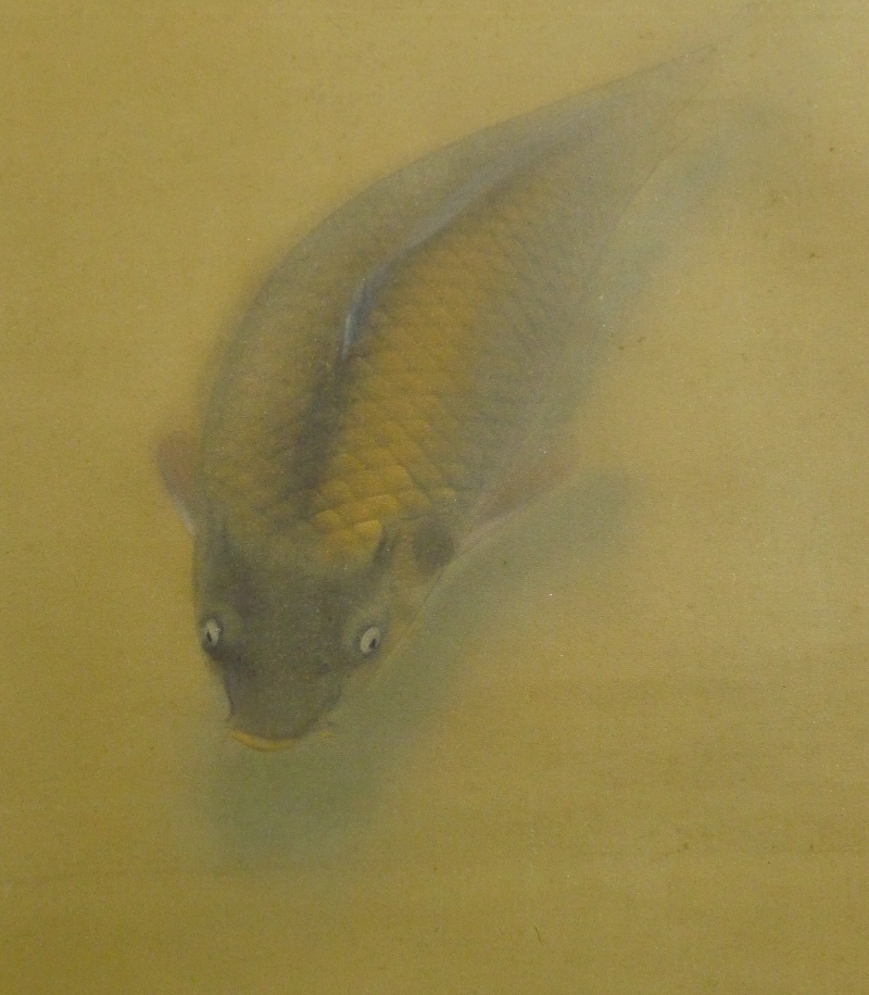 Swimming Koi Fish (Japanese Carp)