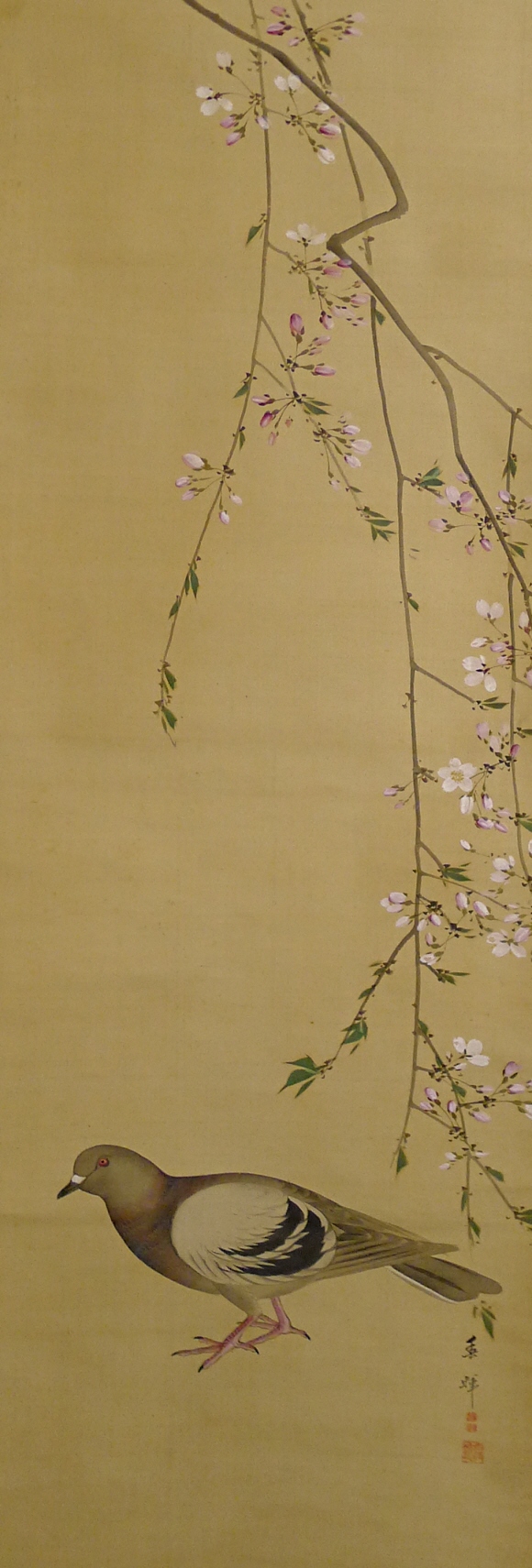 Hato Dove under Japanese Cherry Tree Branch