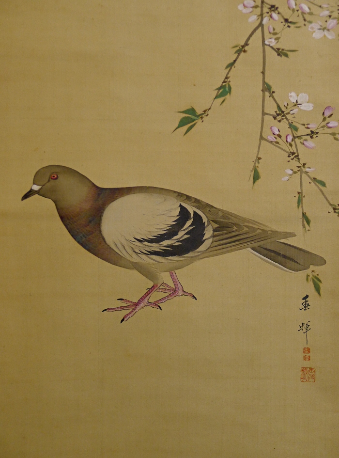 Hato Bird, Japanese Pegion